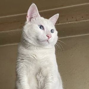 Gatoosa